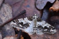 Agriopis leucophaearia