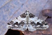 Agriopis leucophaearia
