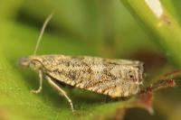 Dichrorampha