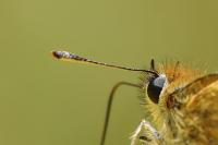 Thymelicus sylvestris