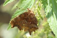 Polygonia c-album