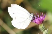Pieris napi