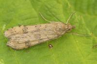 Nomophila noctuella