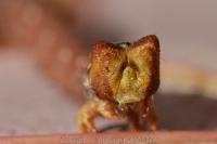 Biston betularia