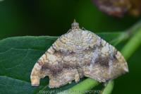 Camptogramma bilineata