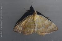 Camptogramma bilineata