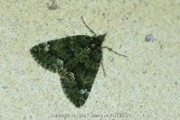 Chloroclysta siterata