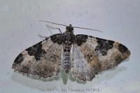 Xanthorhoe fluctuata