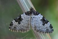 Xanthorhoe fluctuata
