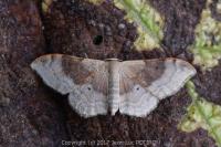 Idaea degeneraria