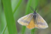 Lythria cruentaria