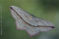 Timandra comae