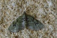 Chloroclystis v-ata