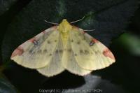 Opisthograptis luteolata