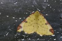 Opisthograptis luteolata
