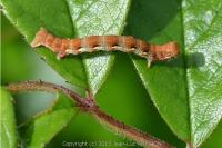 Erannis defoliaria