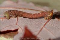 Biston betularia