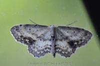 Idaea dimidiata