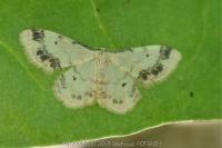 Idaea trigeminata