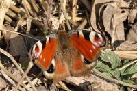 Aglais io