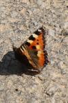 Aglais urticae