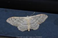 Idaea aversata