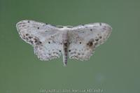 Idaea dimidiata