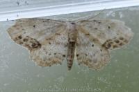 Idaea dimidiata