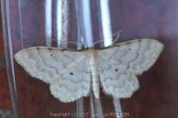 Idaea fuscovenosa