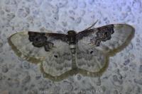 Idaea rusticata