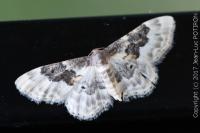 Idaea rusticata