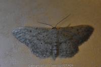 Idaea seriata