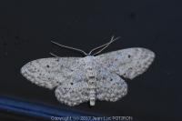 Idaea seriata