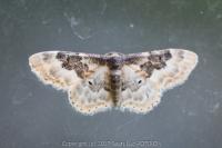Idaea rusticata