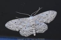 Idaea seriata