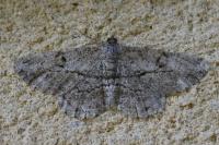 Peribatodes rhomboidaria