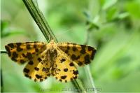 Pseudopanthera macularia