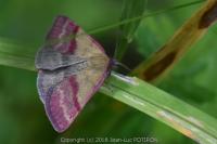 Phytometra viridaria