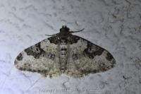 Xanthorhoe fluctuata