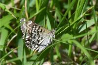Euclidia mi