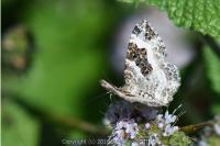 Epirrhoe alternata
