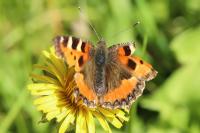 Aglais urticae