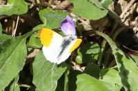 Anthocharis cardamines