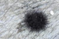 Arctia villica