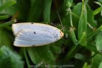 Cybosia mesomella