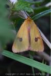 Diacrisia sannio