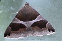 Dysgonia algira