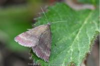 Phytometra viridaria
