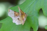 Selenia lunularia