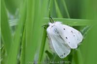 Diaphora mendica